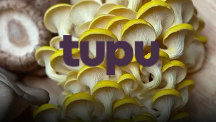Tupu, an agritech startup based in Berlin, secured $3.2 million in seed money. FoodLabs and Zubi Capital co-led the round, which also featured participation from Coast Cap, IT-Farm, FoodHack, Clear Current Capital, and two angel investors, Roger Hassan and Gil Horsky.
